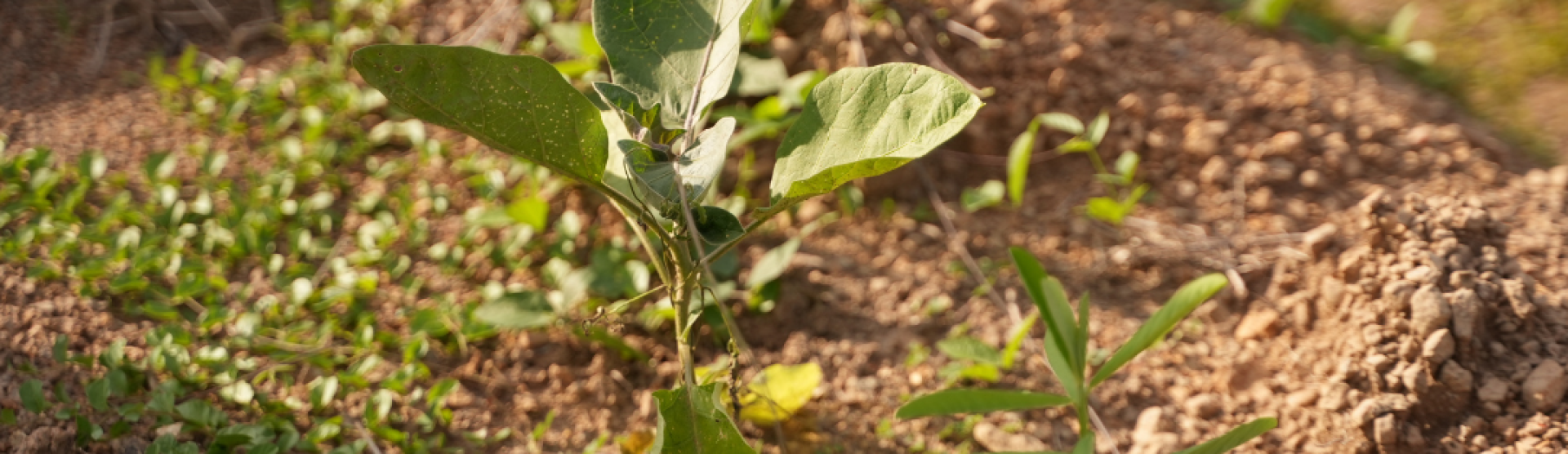 El futuro agrario del planeta se discutirá en Cartagena, en la ICARRD+20
