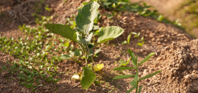 El futuro agrario del planeta se discutirá en Cartagena, en la ICARRD+20